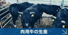 肉用牛の生産